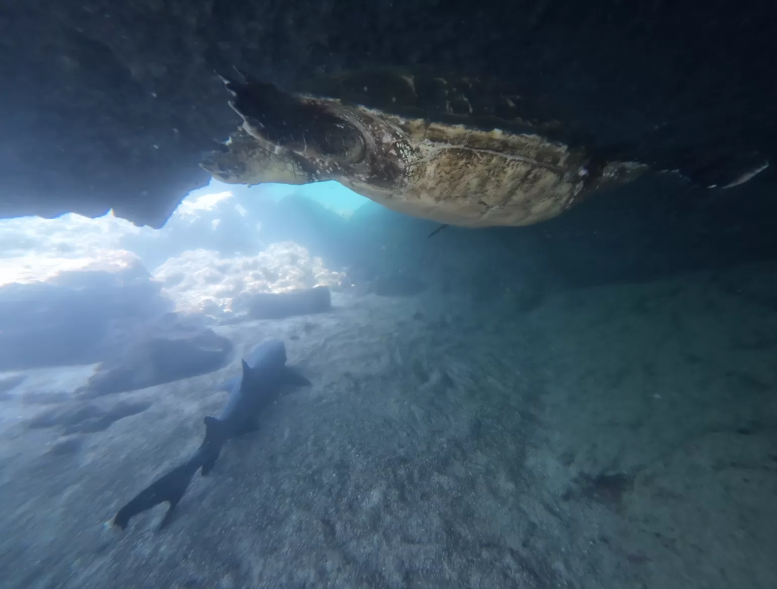 Underwater shot of a turtle swimming above a resting whitetip shark.